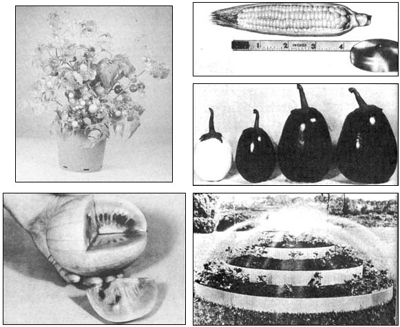 
Clockwise from upper left: A 12" high Tiny Tims tomato plant; an ear of Fabrio Midget Golden corn; four Modern Midget eggplants; a pyramid garden with 6 ft, 4 ft, and 2 ft platforms; a Golden Midget watermelon. 
